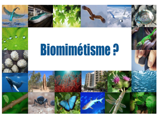 Biomimétisme, source d'innovations et de créativité - La nature va vous inspirer et vous surprendre